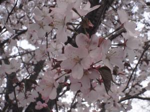 「今日は子牛市場の日」の画像