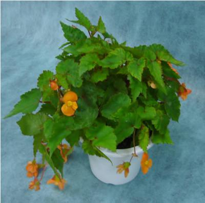 サザーランディ 08 06 22 山形 山形市 花屋 花の店ジョアン フラワーショップ 生花店 フラワーギフト お祝いの花 開店祝い花 ウエディングブーケ 花束 フラワーアレンジメント 観葉植物 お葬式のお花