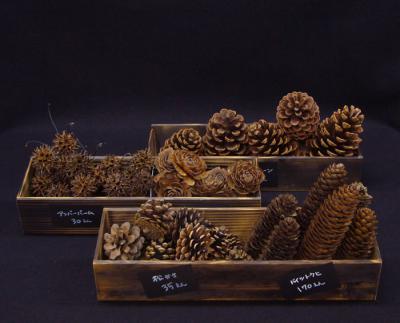 「クリスマスの木の実いろいろ」の画像
