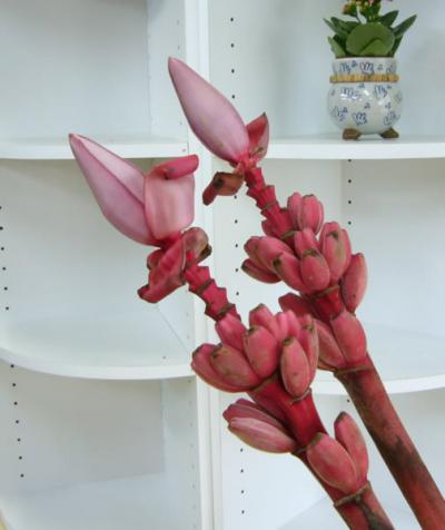 バナナ 本日の入荷07 03 09 山形 山形市 花屋 花の店ジョアン フラワーショップ 生花店 フラワーギフト お祝いの花 開店祝い花 ウエディングブーケ 花束 フラワーアレンジメント 観葉植物 お葬式のお花