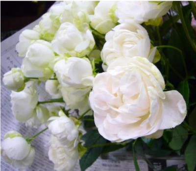 スプレーバラ 白 入荷しました 07 05 02 山形 山形市 花屋 花の店ジョアン フラワーショップ 生花店 フラワーギフト お祝いの花 開店祝い花 ウエディングブーケ 花束 フラワーアレンジメント 観葉植物 お葬式のお花