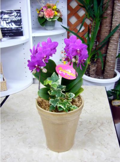 胡蝶蘭アイビーと寄せ植え 07 05 15 山形 山形市 花屋 花の店ジョアン フラワーショップ 生花店 フラワーギフト お祝いの花 開店祝い花 ウエディングブーケ 花束 フラワーアレンジメント 観葉植物 お葬式のお花