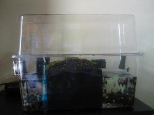 「ほたる」の画像