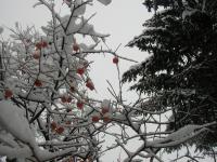 「つながろう! 希望が小さな時代に」の画像