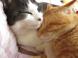 猫たち:2013/05/21 22:44