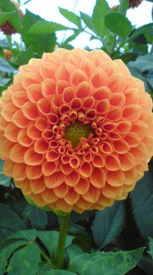 ¡Ök-fan¡ÖÀîÀ¾¥À¥ê¥ä±à¡¦ÀÚ²Ö¼ý³Ï¥Ç¡¼¤Ï3Æü(²Ð)¤Ç¤¹¡×¡×¤Î²èÁü