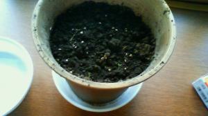 「芽が出た!!!」の画像