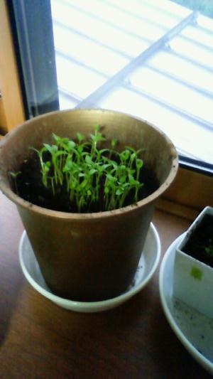 「2週間でこんなに〜」の画像