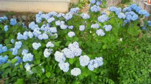 「紫陽花」の画像