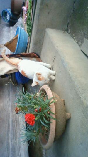 「なんとなく…」の画像