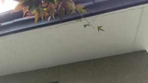 「軒天補修工事」の画像