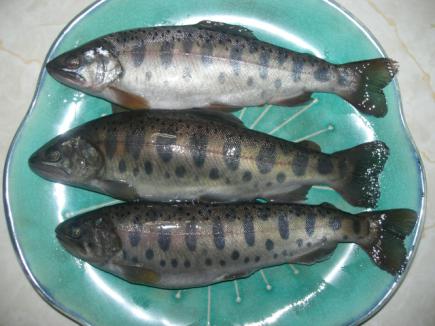 2008/10/23 14:42/友人のKAZUからいただきました。