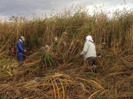 2012/11/08 06:39/草刈り機を使っての萱狩りです!