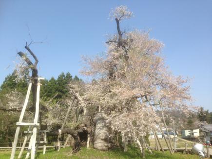 2015/05/08 05:08/長井市伊佐沢の久保桜
