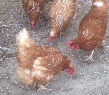 2015/05/08 05:16/さくらの散った花びらをパクパク食べておりました(^_^*)