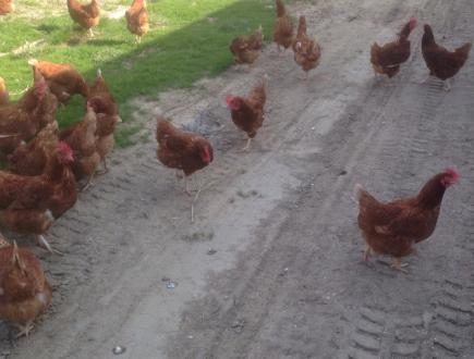 2015/05/08 05:16/放し飼い〜♪