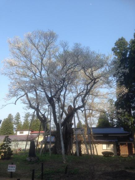 2015/05/08 05:19/草岡の大明神桜