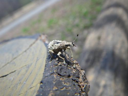 「ゾウムシ(象虫)」の画像