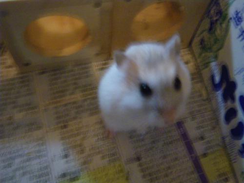 「ミシェル〜わがやのハムスター」の画像