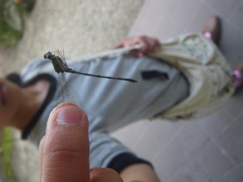 「糸トンボげっと〜〜〜!!!」の画像