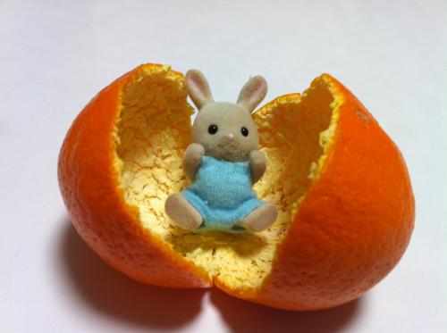 「ミカンからうまれた耳太郎〜( ̄ー ̄) /」の画像