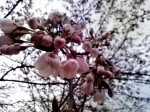 「sakura ・・・・・まだまだです。」の画像