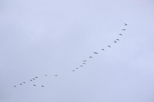 「北に帰る白鳥」の画像