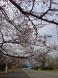 舞鶴山公園|舞鶴荘:2013/04/25 08:01
