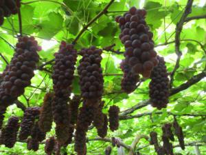 「ぶどうさんが出来ました。」の画像