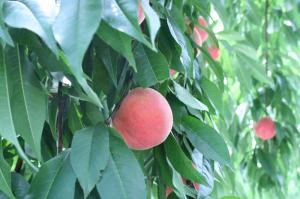 「高校生インターンシップ受入中」の画像