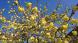 初春は黄色の花が多いような気がします 昨日ロウバイでは..：2022/04/09 09:00