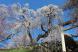烏帽子山公園の桜が満開に近く快晴の青空に白やピンクの花..：2022/04/17 10:02