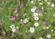 私は「カスミソウ」という小さなピンクや白い花を咲かせる..：2022.06.23