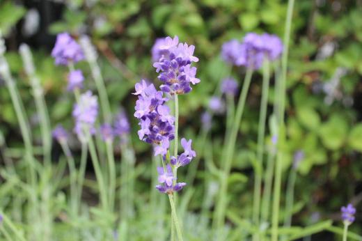 ６月の代表的な花の一つ「ラベンダー」が咲いています　我が家の「ラベンダー」はプランターに植えているのであまりきれいさも感じられませんが香りと薄紫色は梅雨時の花ですね　薄暗い早朝に猛烈な雨が降りました　暑くなったり雷が鳴ったりと不安定な天候が続きます　梅雨明けまでもう少しでしょうか/