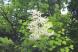 小滝のくぐり滝の近くで「ヤグルマソウ」が咲いているのを..：2022.07.01