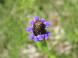 昨日紹介した野草の一つウツボグサが紫色の花をつけていま..：2022.07.03