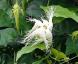 「カラスウリ」とこの花に似つかわしくない白い花が咲いて..：2022/08/06 09:00