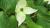 白い4枚の花びらのような形をした葉をもつ「ヤマボウシ」を見つけました 白い4枚の花びらのように見えるものは花の根元の葉が白くなった総苞片(というのだそうです)で中心に花が集まっている頭のような形の花弁を法師の坊主頭に、白い総苞片を白い頭巾に見立て「ヤマボウシ(山法師)」とついたそうです 山林などに自生しているそうですが街路樹や庭木としても植えられています:2025.05.27