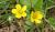 至る所に生えている雑草「カタバミ」が黄色の花をつけています 5枚の小さな黄色の花を咲かせ 花が終ると小さな角のような実をつけているのもあります 根っこがどんどんと広がり ほったらかしておくと庭がカタバミだらけになってしまいます 葉が半分食べられてような様子から「片食み|(かたばみ)」「片喰(かたばみ)」と呼ばれるようになったと言われていますがよく見てもその形を見つけることができません:2025.06.10