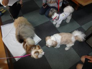 ¡Ö¡Ö¾£·Á²°¡×¥ï¥ó¥ï¥ó¥Õ¥§¥¹¥¿¡×¤Î²èÁü