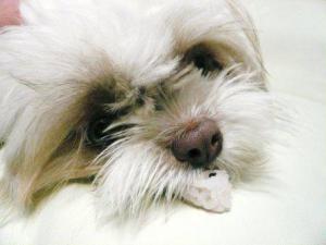 お赤飯を食べる犬