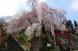 森のいづみ日記〜春の旅行!さくら祭り!〜:2013/04/13 10:38