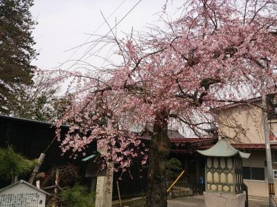 「長井まちなかの桜 その1」の画像