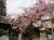 「長井まちなかの桜 その1」のサムネイル