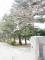2013.04.18 【桜、開花宣言!&さくら通信+゜*】