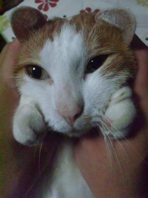 ¡Ö¤¤¤¿¤º¤é¤µ¤ì¤ëǡפβèÁü