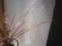 ¡Ö¥Ó¥Ë¡¼¥ë¥¯¥í¥¹¤Ë¡Ö¤·¤Ã¤¯¤¤¡×¤òÅɤäƤߤޤ·¤¿¡×¤Î¥µ¥à¥Í¥¤¥ë