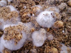 「かわいい菌ちゃん」の画像