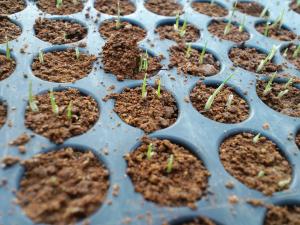 「発芽」の画像