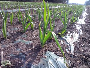 「生育も順調?・・・」の画像